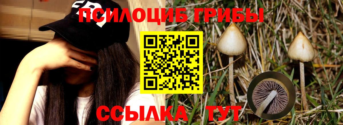 Псилоцибиновые грибы прущие грибы Кисловодск